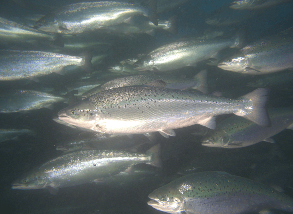 group of fish